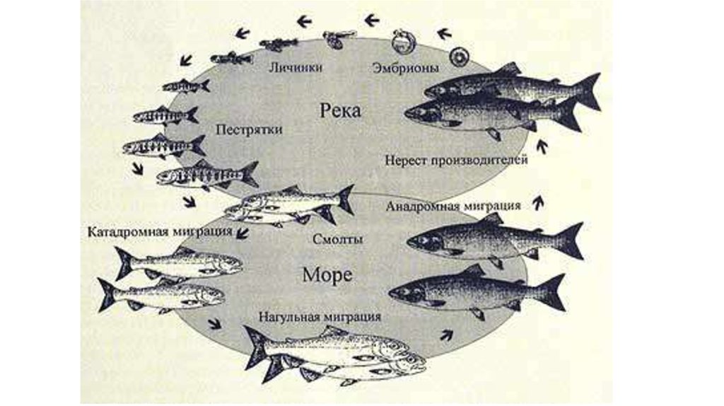 Карта рыб. Жизненный цикл лососевых рыб. Миграция лосося схема. Миграция рыб схема. Цикл жизни лососевых рыб.