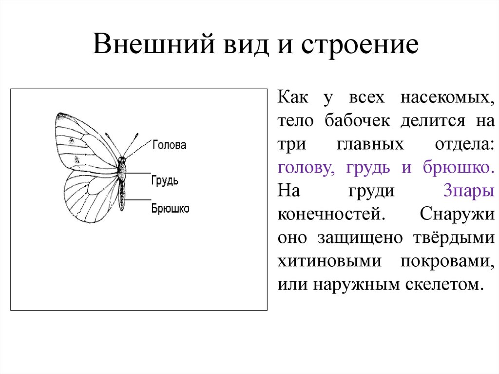 Строение бабочки схема