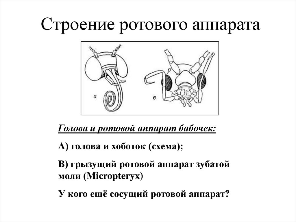 Строение моли. Сосущий ротовой аппарат строение. Строение ротового аппарата бабочки. Строение ротового аппарата чешуекрылых. Строение ротового аппарата грызущего типа.