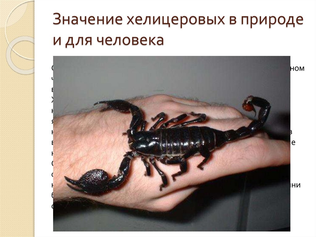 Какой тип характерен для азиатского скорпиона. Скорпион ядовитый для человека. Скорпиона в жизни природы и человека. Поведение скорпиона в природе. Значение скорпионов в природе.