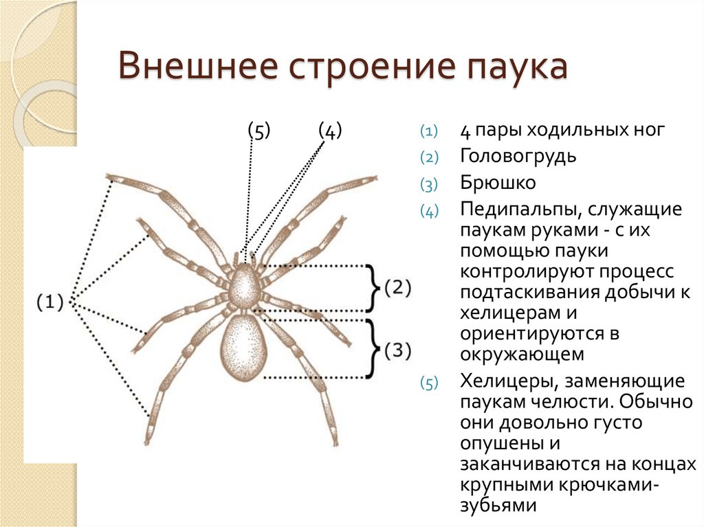 У пауков прикрепленный образ жизни. Строение конечностей паукообразных. Внешнее строение паука схема. Внешнее строение паука крестовика рисунок. Внешнее строение паука ходильных ног.