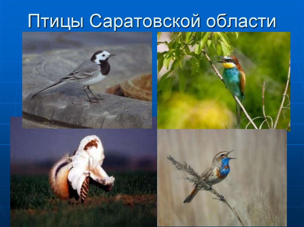 Название птиц саратовской области