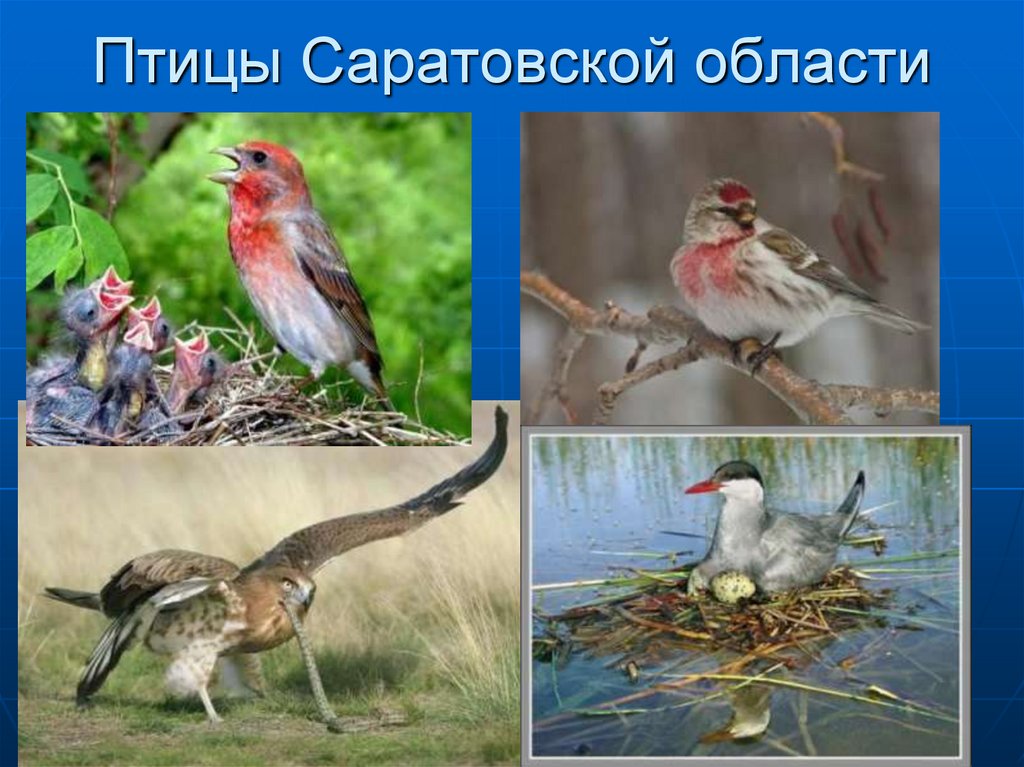 Птицы в саратовской области фото