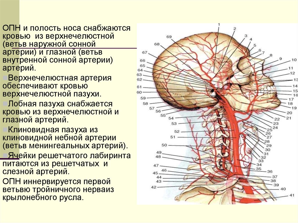 Передние ветви наружной артерии