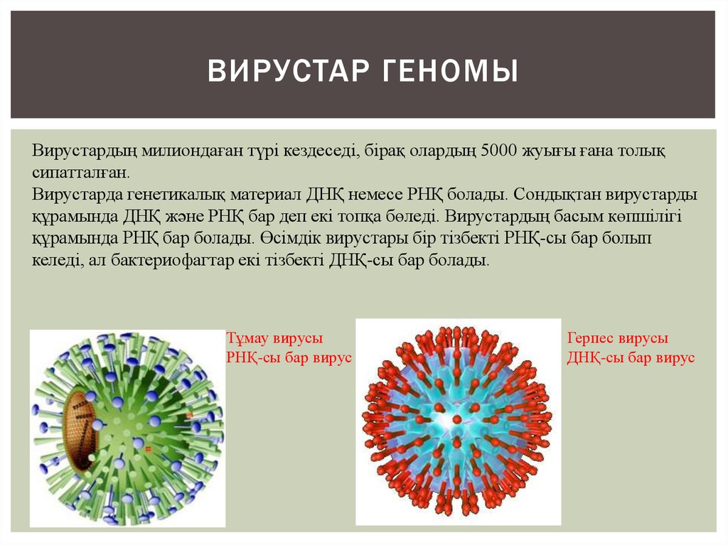 Virus капсидный белок