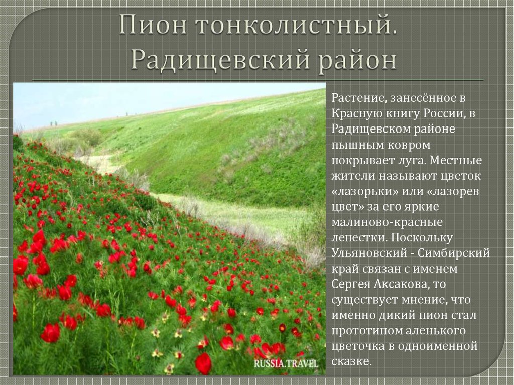 Красная книга ульяновской. Растения Ульяновской области занесенные в красную книгу. Растения красной книги Ульяновской области. Растения Ульяновской области занесенные в красную России. Цветы Ульяновской области занесенные в красную книгу.