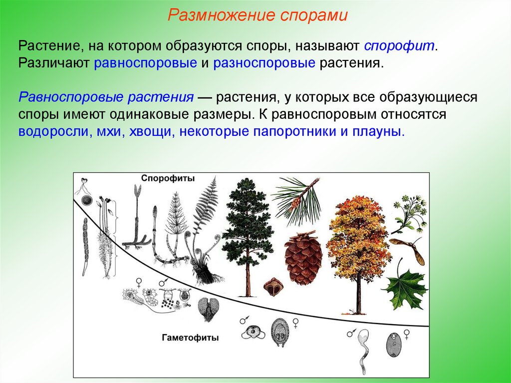 Какая наука изучает процесс размножения растений. Вегетативное размножение растений спорами. Равноспоровые и разноспоровые растения. Растения размножающиеся спорами. Размножение спорами.