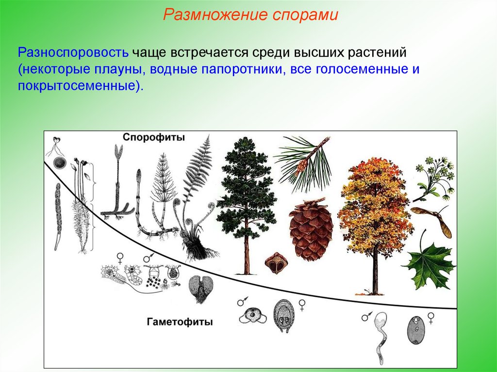 Какие растения размножаются спорами. Жизненный цикл голосеменных ЕГЭ. Размножение спорами. Размножение спорами Покрытосеменные. Голосеменные растения размножаются спорами.