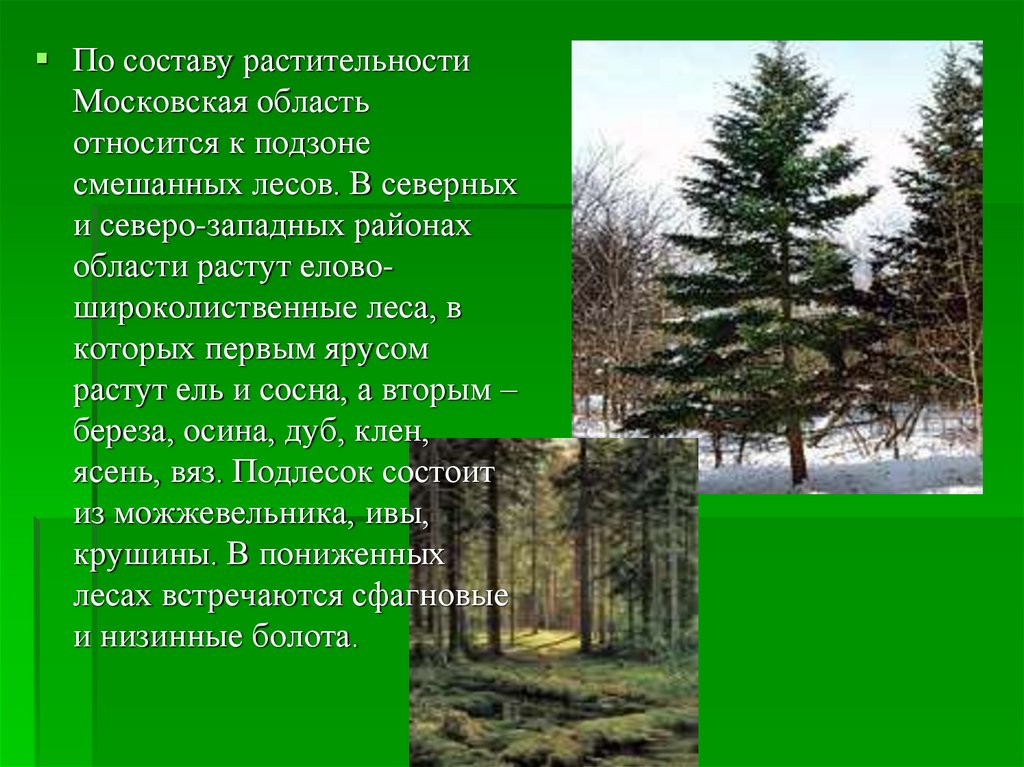 Где растет ель природная зона. Растительный мир Московской области. Сосна смешанных лесов. Растительный мир смешанных лесов Московской области.