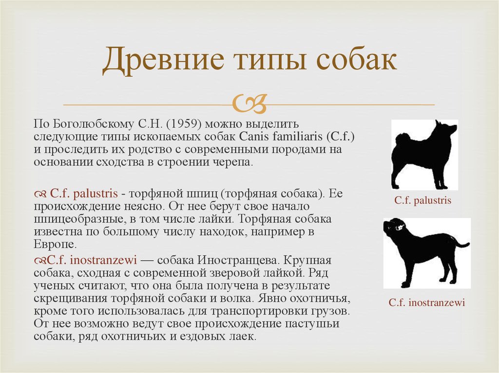Национальность собаки. Древние типы собак. История происхождения собак. Происхождение пород собак. Происхождение домашней собаки.