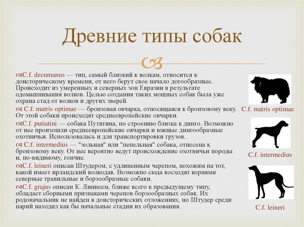 Откуда появилась порода. Возникновение древних пород собак. Древние типы собак. Происхождение домашней собаки. Собака древнее происхождение.