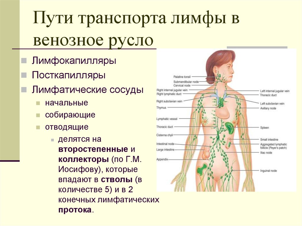 Сыпь лимфоузлы температура. Лимфатическая система человека анатомия. Строение лимфатической системы человека схема. Лимфатическая система лимфоузлы. Лимфатическая система схема движения лимфы.