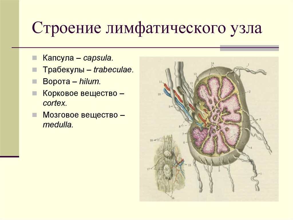 Лимфоузлы структурны. Лимфатические узлы строение и функции. Функции структур лимфатического узла. Схема строения лимфатического узла анатомия. Схема строения лимфоидного узла.