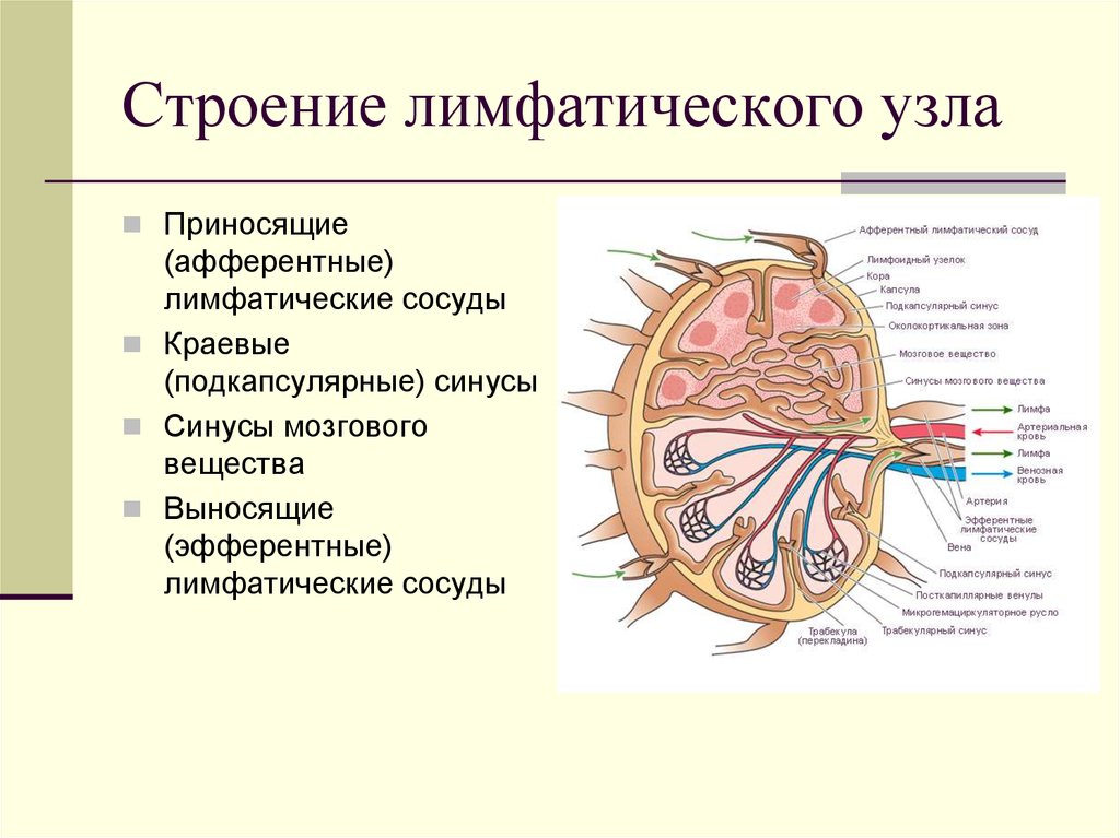 Лимфа и лимфатические узлы