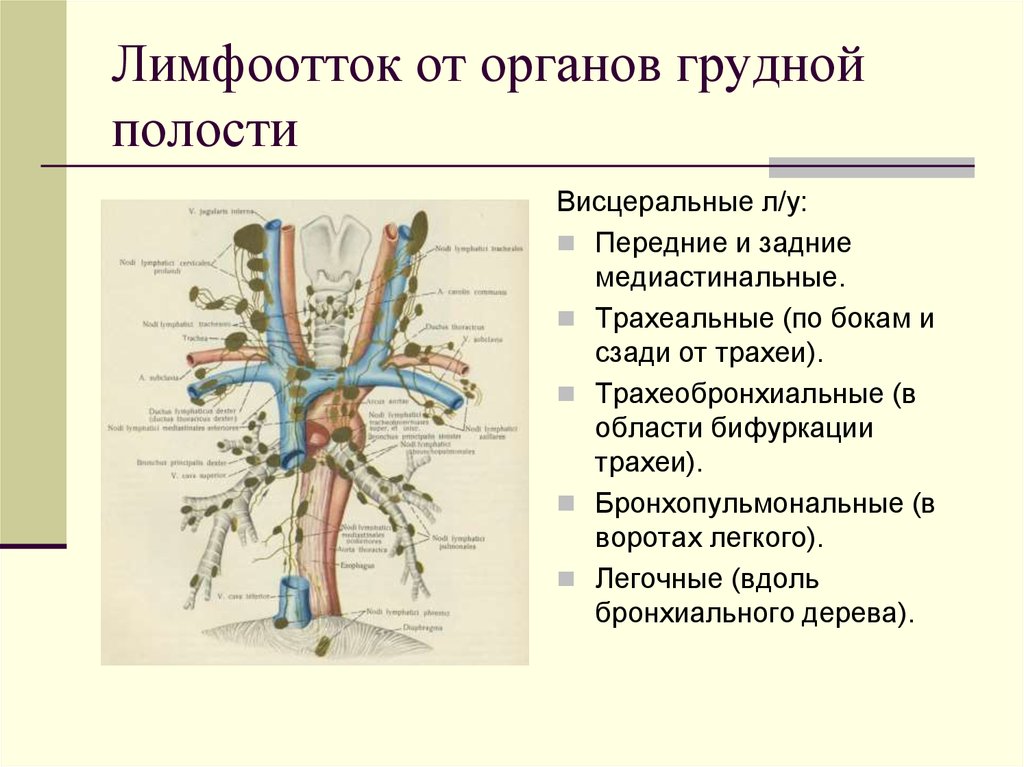 Куда оттекает. Лимфоотток трахеи. Отток лимфы грудной полости. Лимфатические узлы грудной полости анатомия. Лимфоузлы органов грудной полости.