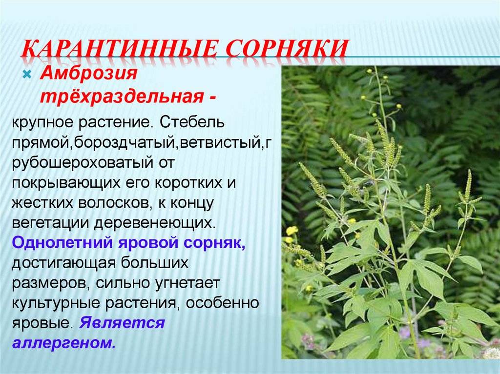 Сорные растения список. Сорняк амброзия трехраздельная. Карантинные растения амброзия. Амброзия растение карантинный сорняк. Амброзия трехраздельная цветок.