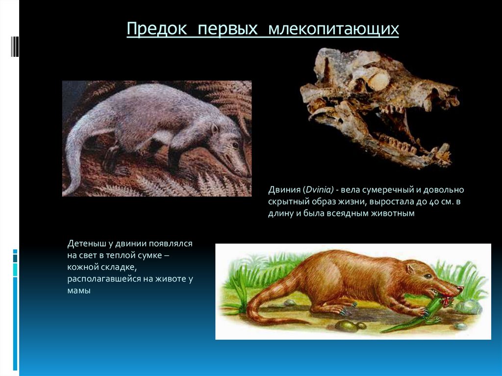 В какой период появились млекопитающие. Происхождение млекопитающих.