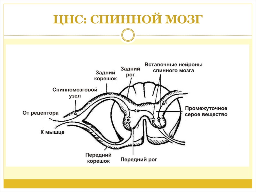 Строение спинного мозга человека схема