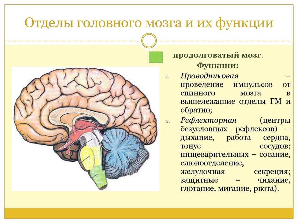 За что отвечают отделы мозга. Отделы головного мозга функции головного мозга. Функции пяти отделов головного мозга. Отдел мозга отвечающий за дыхание. Отделы головного мозга снизу вверх.