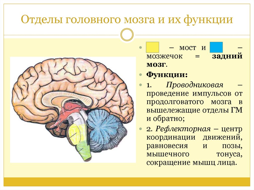 Какие отделы включает головной мозг. Отделы головного мозга функции головного мозга. Функции 5 отделов головного мозга. Первичные функции отделов головного мозга. Головной мозг отдел мозга функции.