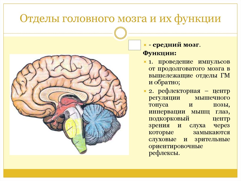 Отделы головного мозга человека схема