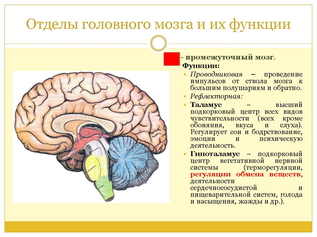 Головной мозг обеспечивает