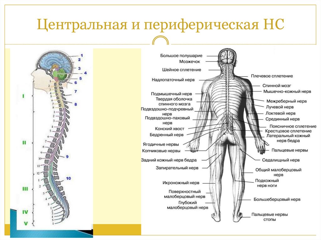 Строение нс схема