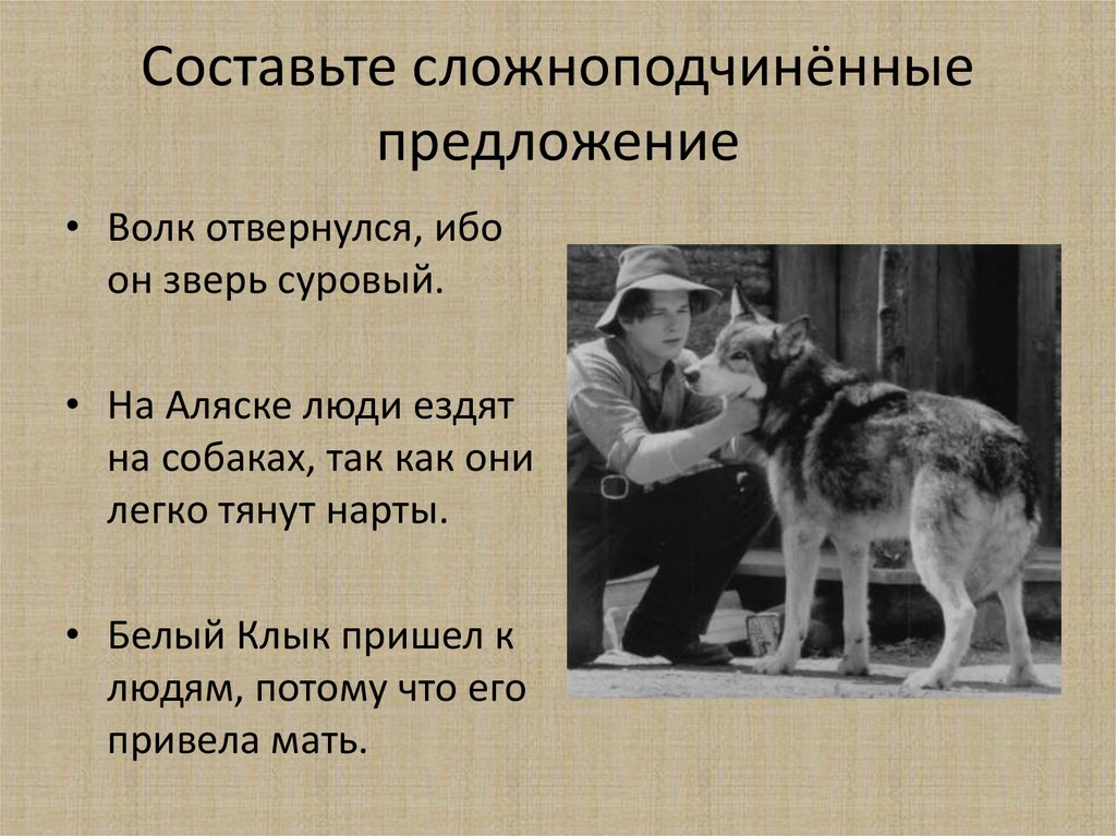 Звери предложение. Предложение со словом волк. Составить предложения волк. Предложение про волка. Придумать предложение про волка.