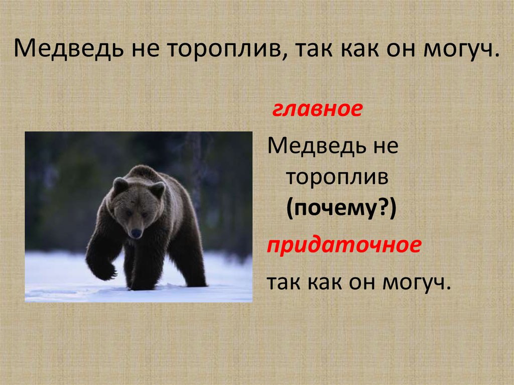 Составить предложение из слов медведь. Могучий медведь. Главное о медведях. Пять предложений о медведе. Важный медведь.