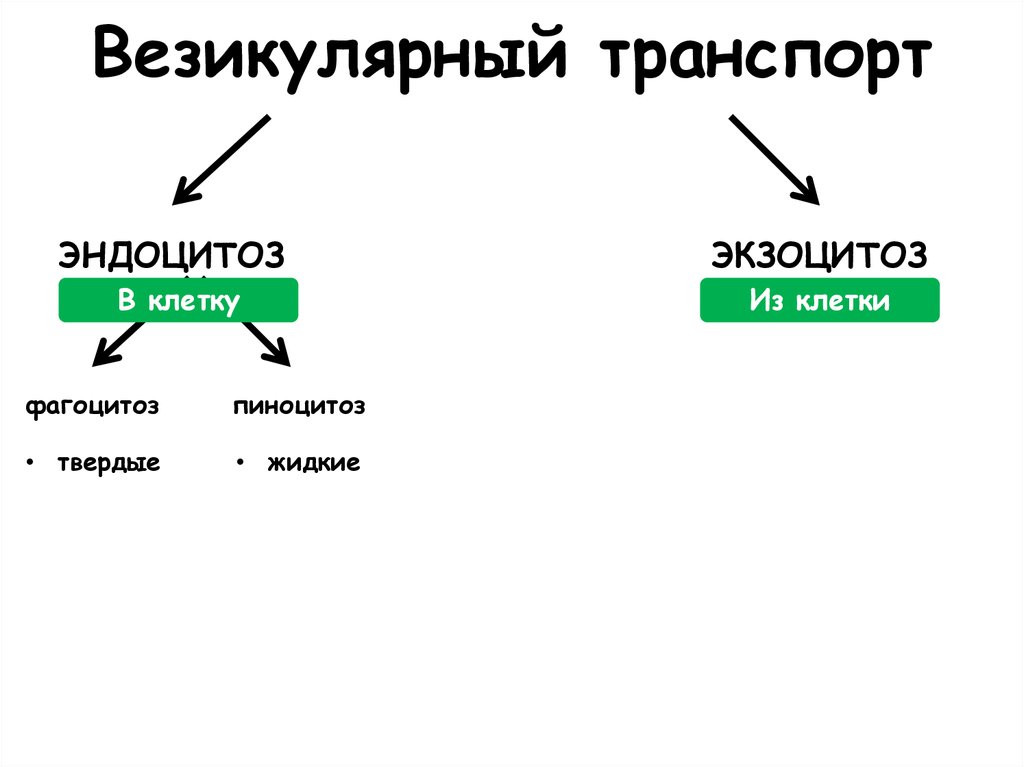 Везикулярный транспорт