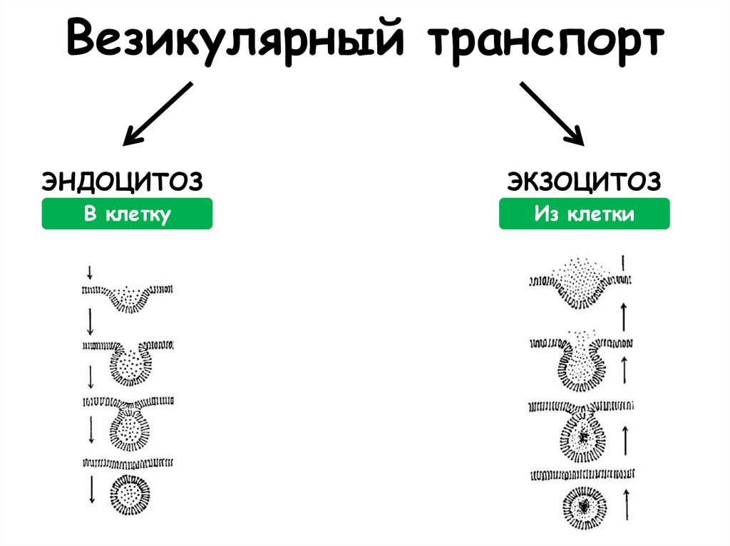 Везикулярный транспорт