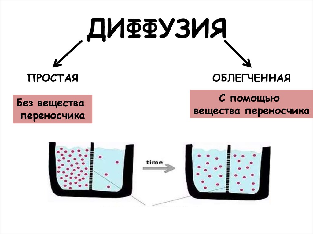 Диффузия вещества