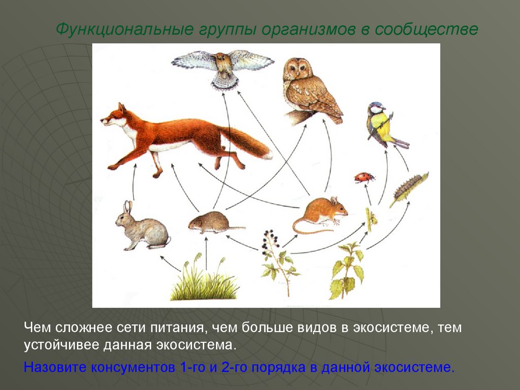 Взаимодействие организмов в природном сообществе 5 класс. Экосистема продуценты консументы редуценты. Функциональные группы организмов в экосистеме. Роль живых организмов в экосистеме. Функциональные группы продуценты консументы редуценты.