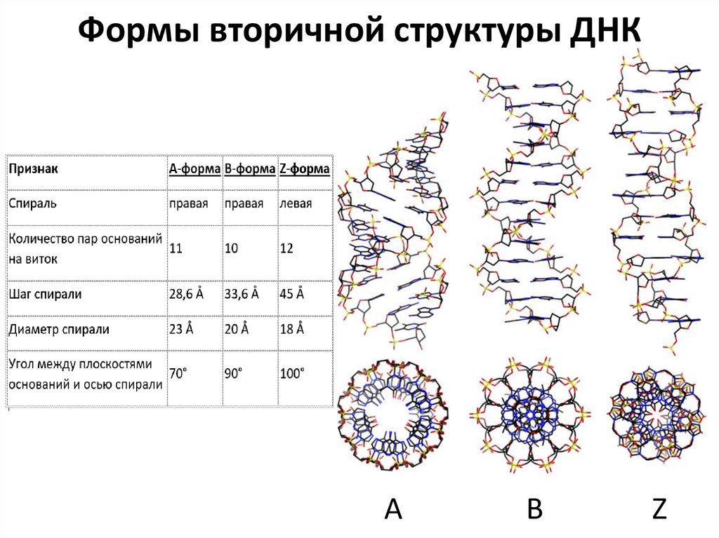 Формы вторичной структуры ДНК