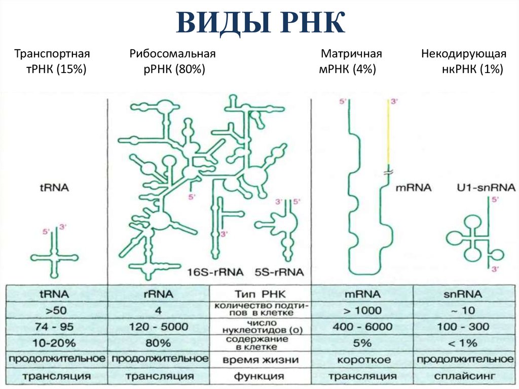 4 виды рнк. Структура РНК. Типы РНК.. Строение МРНК ТРНК РРНК. Структура ИРНК ТРНК РРНК. РНК состав строение и типы РНК.