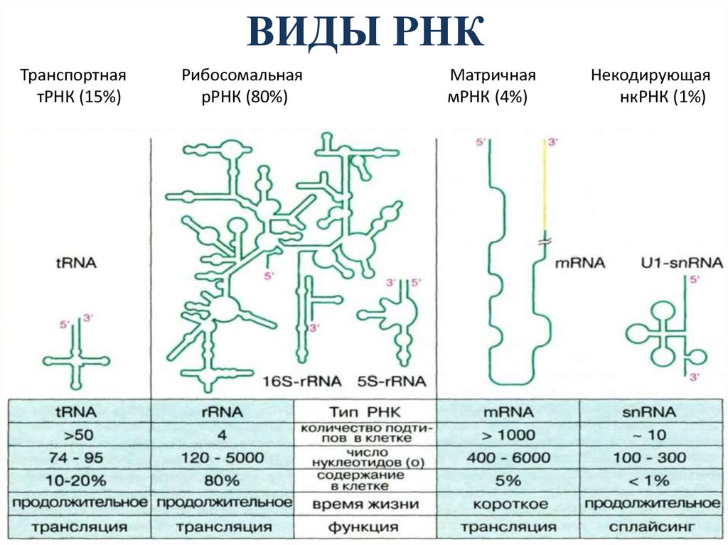 Виды рнк