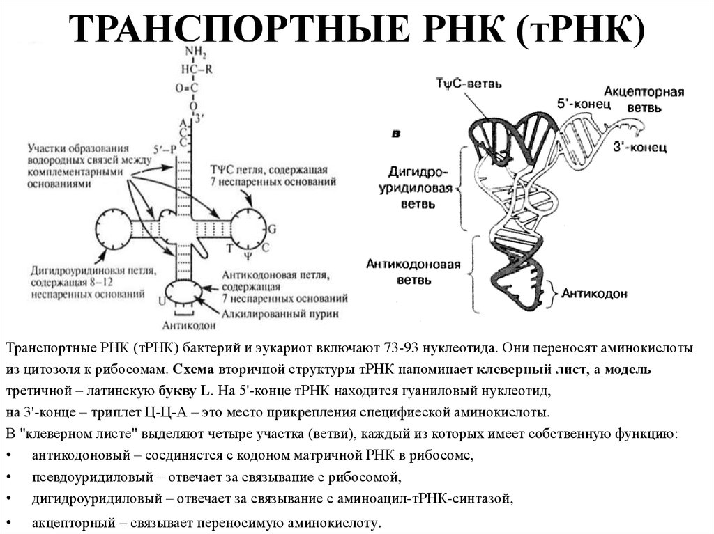 Сколько рнк в аминокислоте. Третичная структура ТРНК. Клеверный лист ТРНК. Т РНК. Акцепторный конец ТРНК.