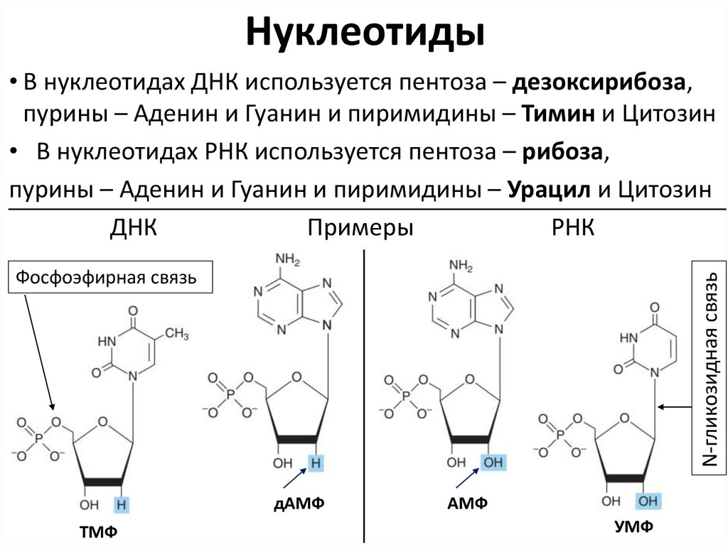 Тимин синтез. Формулы нуклеотидов биохимия. Структура нуклеотидов биохимия. Формула нуклеотида РНК. Строение нуклеотида.