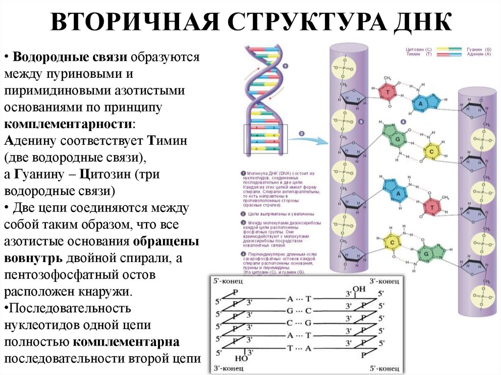 Днк в соединении с белком. Первичная вторичная и третичная структура ДНК. Строение ДНК первичная вторичная третичная структуры. Структура и функции ДНК первичная структура. Структуры ДНК первичная вторичная и третичная четвертичная.