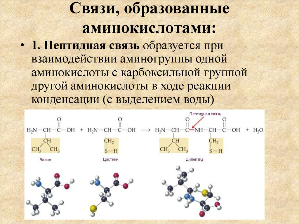 Аминокислоты образуют сложные эфиры