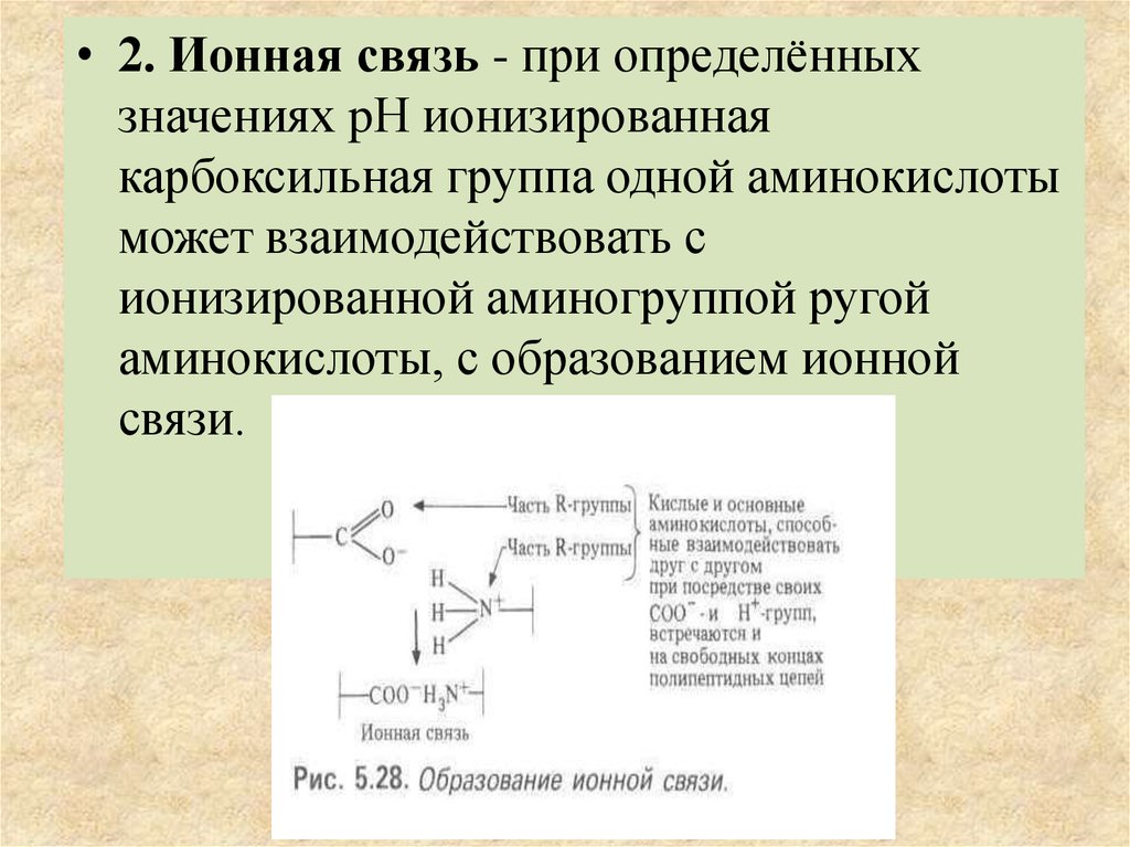 Обеспечивает клетку органическими веществами