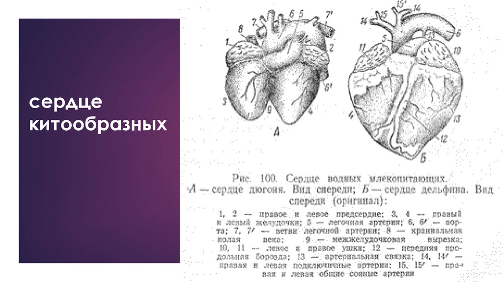 Сколько сердец. Сердце дельфина строение. Строение сердца синего кита. Дельфин строение сердца.