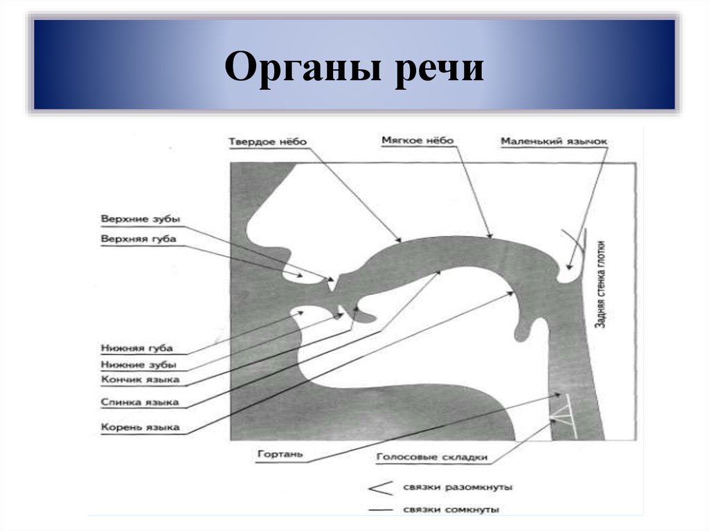 Патологии органов речи схема