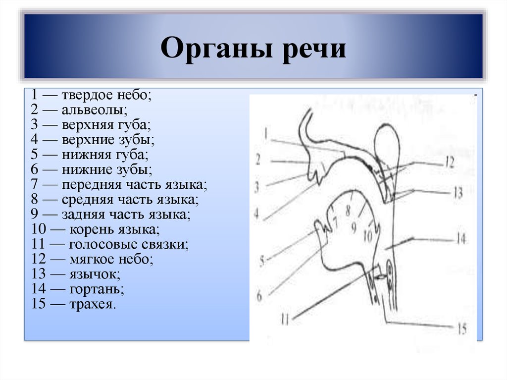 Органы речи. Органы речи схема. Органы образования речи. Патология органов речи.