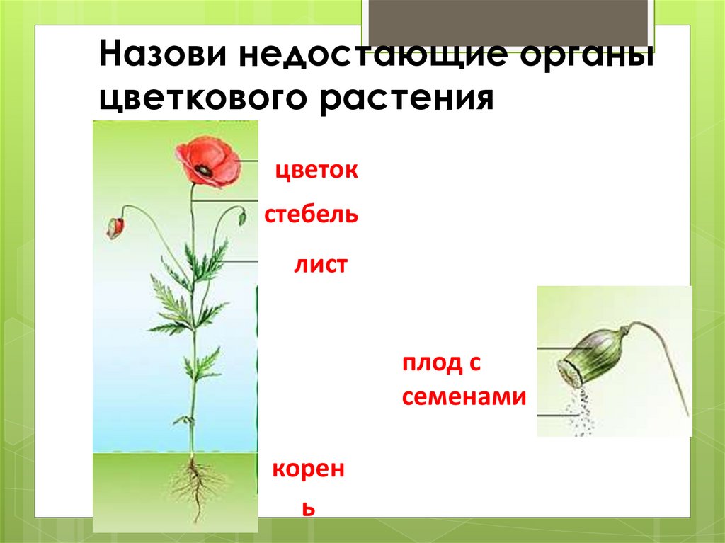К какому классу относится растение схема