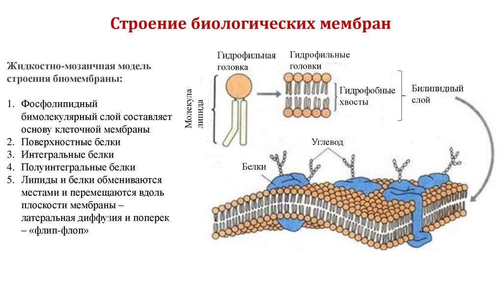 Биохимия мембран. Строение биологической мембраны клетки. Полуинтегральные белки мембраны. Схема строения биологической мембраны биохимия. Строение биомембраны клетки.