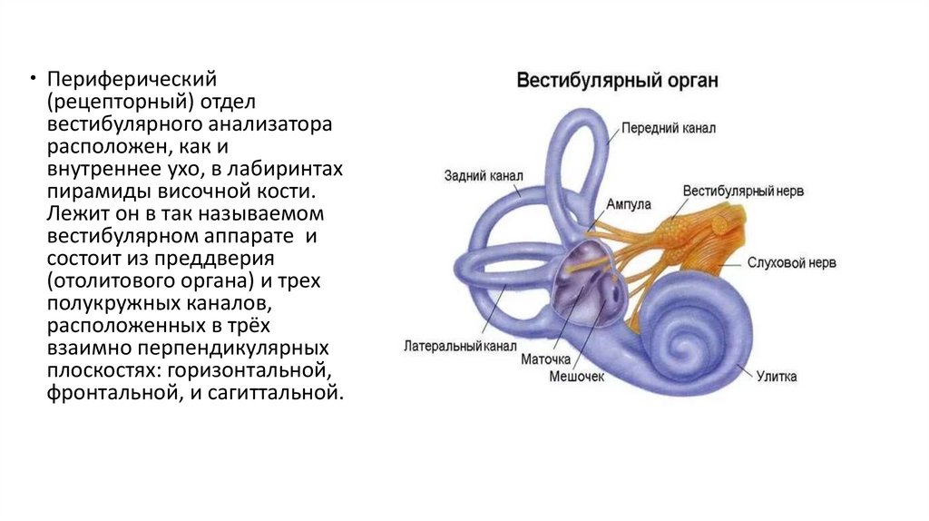 Улитка орган равновесия. Отолитовый аппарат внутреннего уха. Строение внутреннего уха отолитовый аппарат. Рецепторные аппараты внутреннего уха схема. Внутреннее ухо отолитовый аппарат.