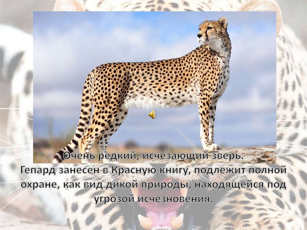 Сколько скорость гепарда. Животные красной книги гепард. Самое быстрое животное презентаци. Самое быстрое животное в России. Самое быстрое животное в мире.