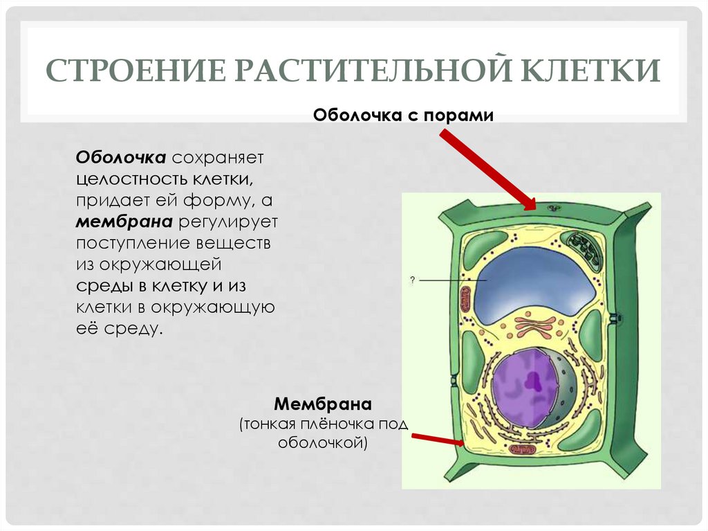 Структура растительной клетки 6 класс