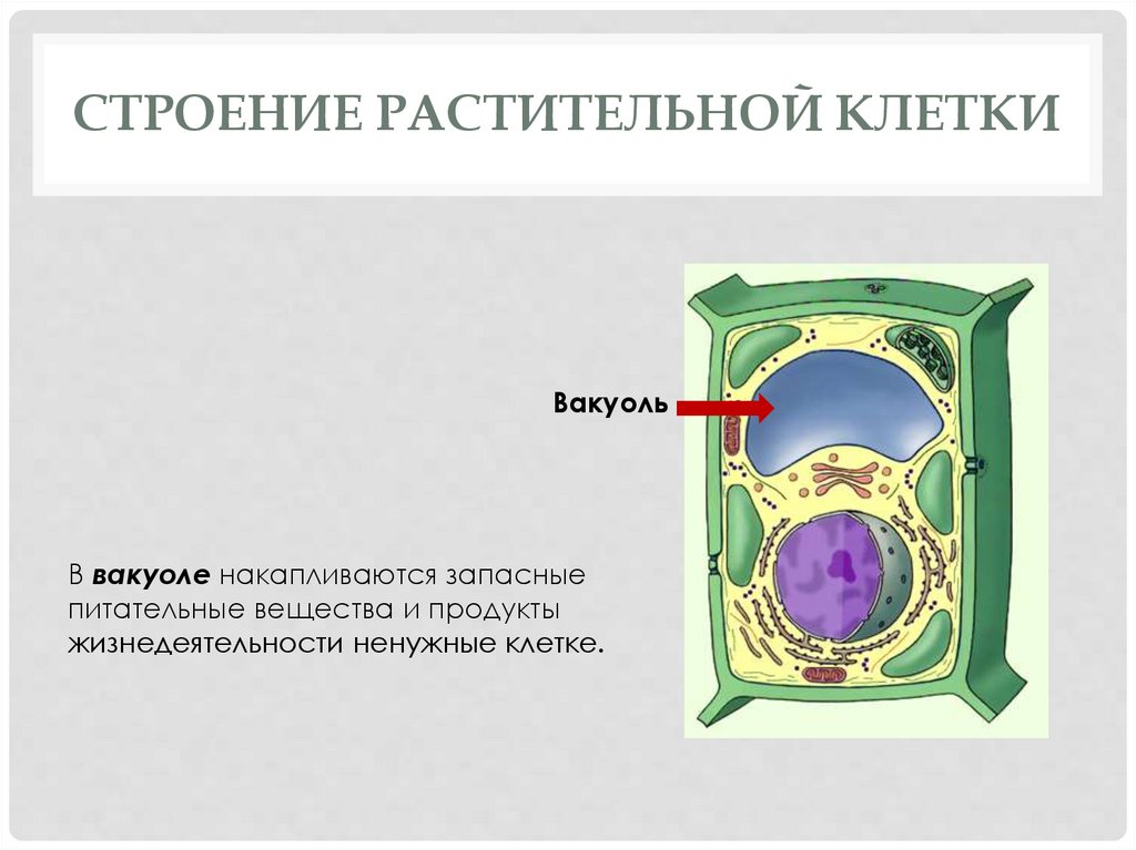 Жизнедеятельность растительной клетки. Вещества растительной клетки. Запасные питательные вещества растительной клетки. Вещества растений клеточное строение. Структура жизнедеятельности растительной клетки.